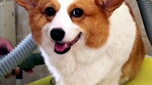 I'm just incredibly cute! This chubby puppy is so adorable after its bath!