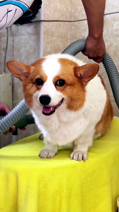 I'm just incredibly cute! This chubby puppy is so adorable after its bath!