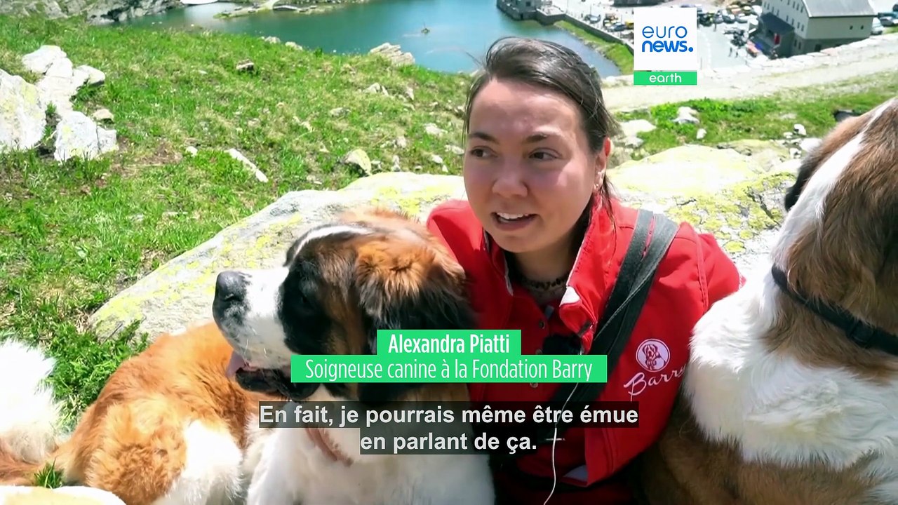 Les chiens Saint-Bernard, gardiens d'une tradition vieille de plusieurs siècles
