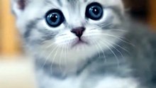 Kedi Yavrusu Patisini Ekrana Yaklaştırıyor