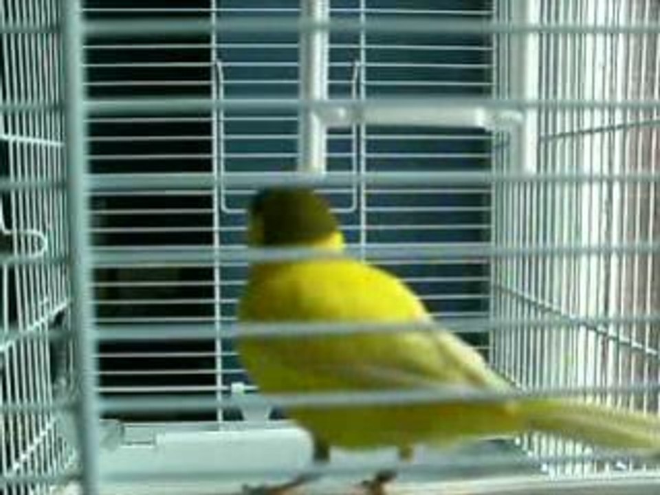 Canari qui chante