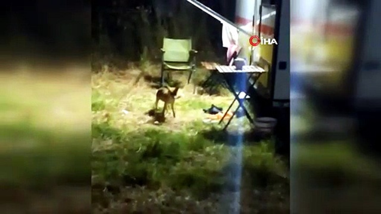 Balıkesir’de Gece Yarısı Tilki Baskını!