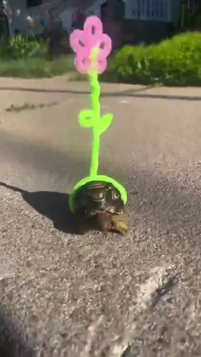 Cutest Turtle Ever Walking with a Flower! 🐢🌸