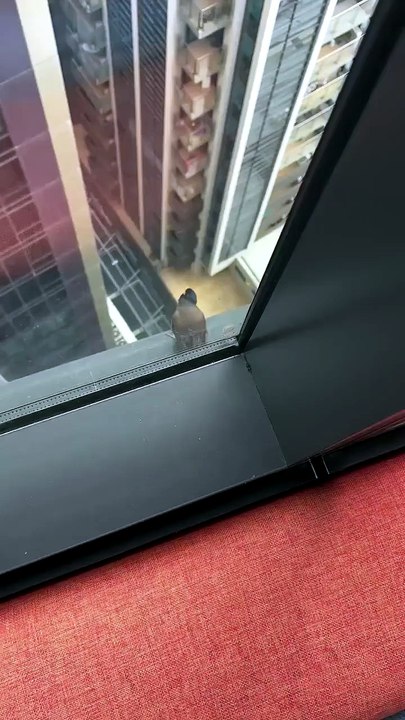 The way this bird takes off. 🔥