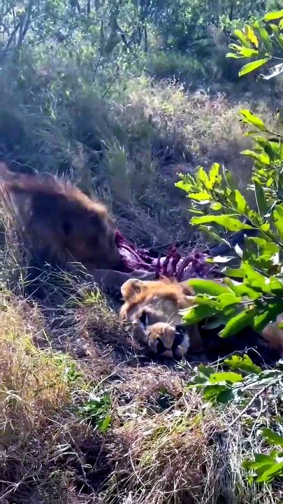 Two lions kill and then devour a competitor 🔥