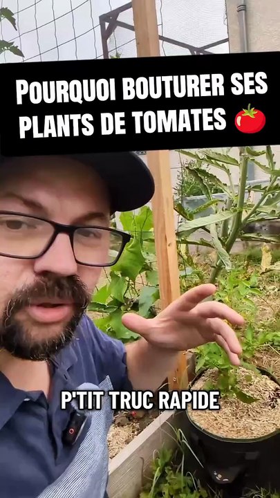 🍅 Pourquoi bouturer ses plants de tomates 🍅 ? #tomate #jardinage #potager #culture #bouture