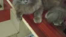 Cute cat 😼❤️+10