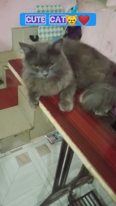 Cute cat 😼❤️+10