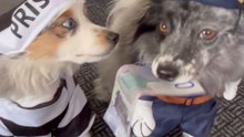 Shocking Halloween Skit: Dog Officer Apprehends Thief Dog in Action