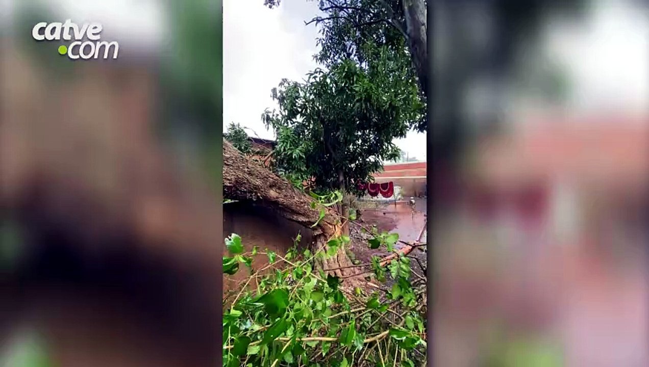 Árvore cai sobre carro após temporal com granizo atingir Cascavel