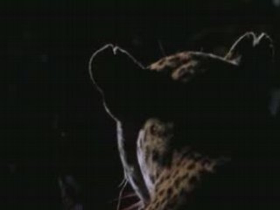 NATIONAL GEOGRAPHIC un leopard dans la nuit.4