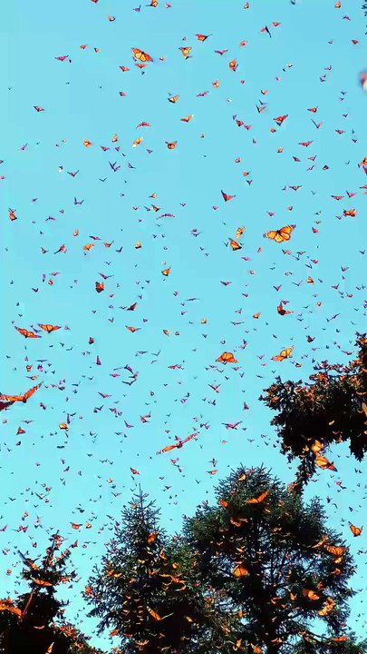 🦋 Millions of Butterflies Take Over the Forest! 😱 Nature's Most Magical Flight Ever #Shorts