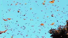 🦋 Millions of Butterflies Take Over the Forest! 😱 Nature's Most Magical Flight Ever #Shorts