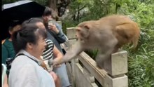 The monkey's funny antics when seeing girls.