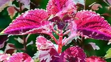 Tudo sobre as plantas