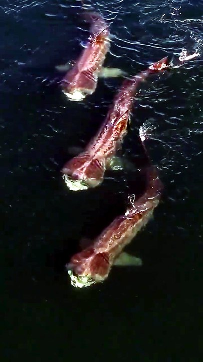 3 Giant Basking Sharks Swimming Together in Donegal Bay 🦈 | Rare Wildlife Encounter