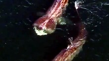 3 Giant Basking Sharks Swimming Together in Donegal Bay 🦈 | Rare Wildlife Encounter