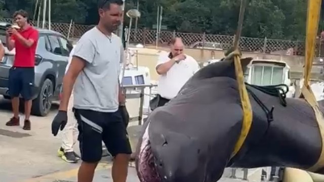Bagnanti trovano uno squalo di 4 metri sulla spiaggia di Follonica