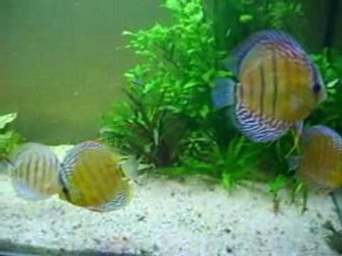 discus sauvages repas