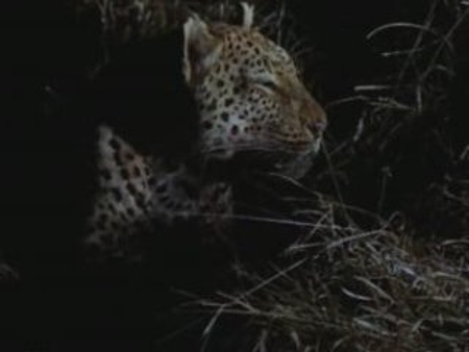 NATIONAL GEOGRAPHIC un leopard dans la nuit.1