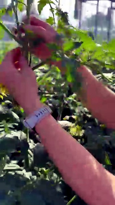 How to tie a tomato with string?