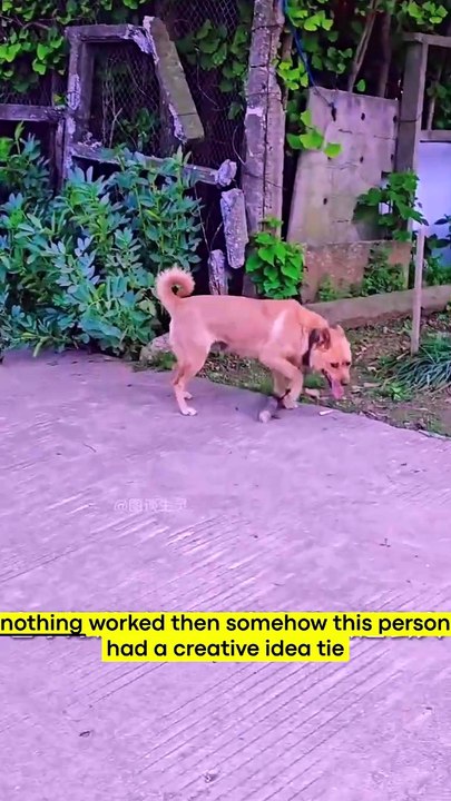 Owners put sticks on dogs' necks—the reason is genius! 🐕 #DogFacts #FunnyDogs