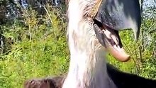 Scary Dangerous Angry Killer Pet Terror Bird ready to attack and kill someone now #shorts #bird #birds #birdsoftiktok #birdtok