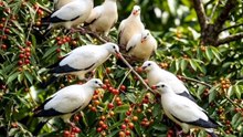 Burung makan buah buahan
