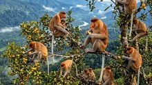 Bekantan makan buah buahan