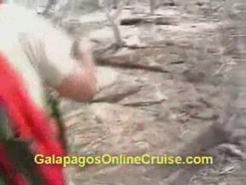 Galapagos Islands - Ecuador. Genovesa Island Walk