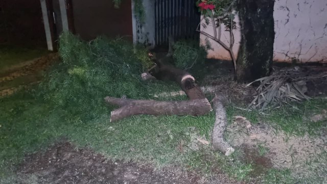 Bombeiros realizam poda após queda de galhos de árvore no bairro Santos Dumont