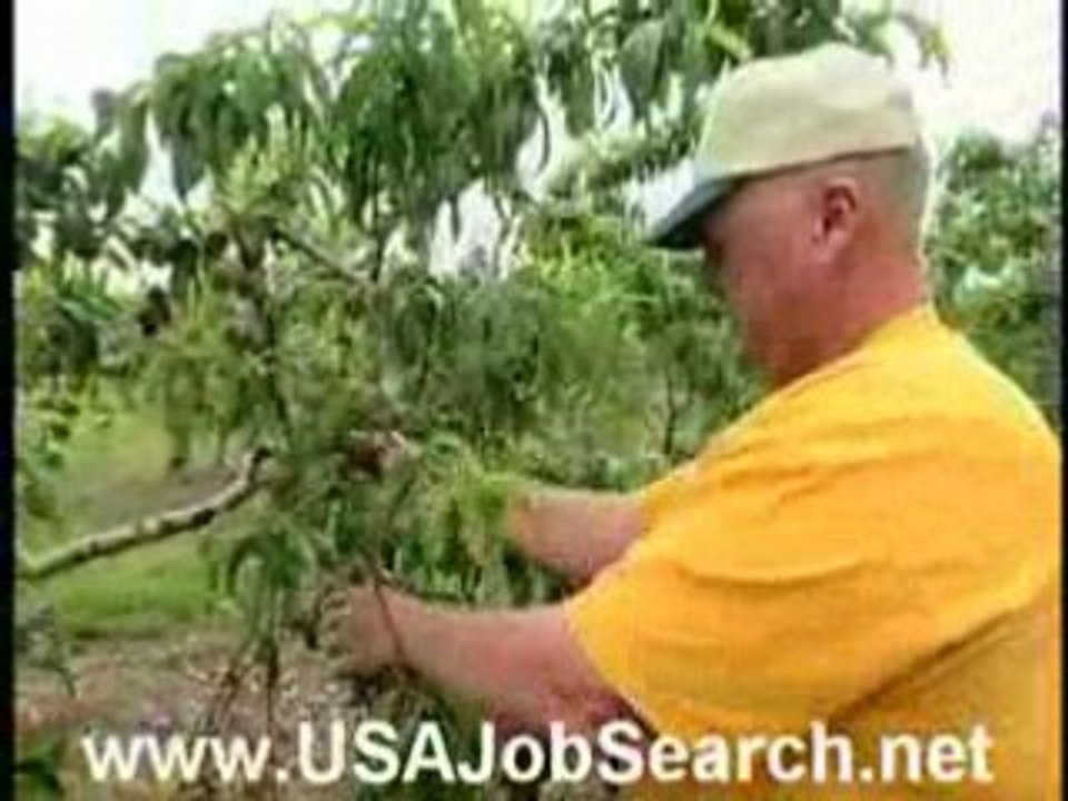 Farm worker jobs