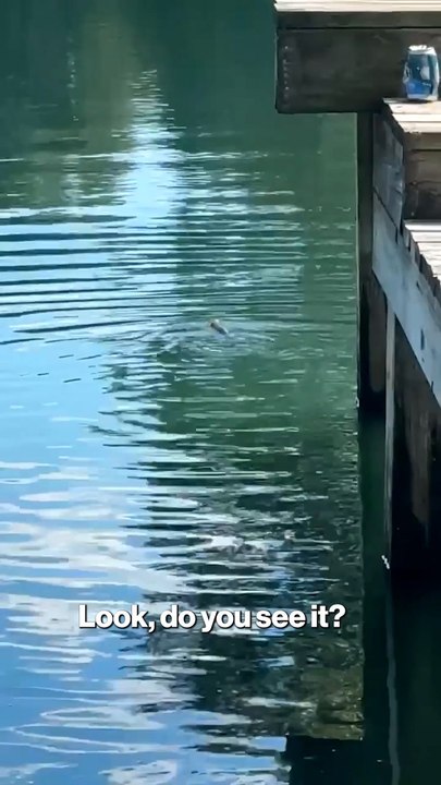 Hilarious Moment Fish Joins Dog's Game of Fetch