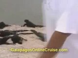 Galapagos Islands Ecuador - Iguanas and Flamingos video