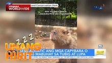 Ang Lu-pet: Capybara | Unang Hirit
