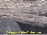 Predators in Galapagos Islands Ecuador