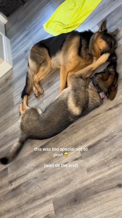Funny German Shepherd😍😍😍😍😍😍😍😘😘😘😘😘😘😘😘😘😘Follow me please on daily motion channels
