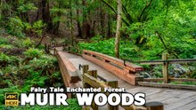Hiking Muir Woods National Monument California | The Most Scenic Hike  In California 🌲 4k 60 FPS