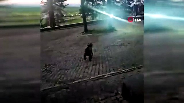 Kars’ta oteller bölgesine inen boz ayı batandaş diyaloğu güldürdü