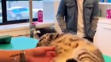 Estos gatitos es lo más tierno que hay ☺️😃😊