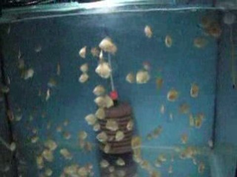 Panda- white pigeon yavruları 2. ay