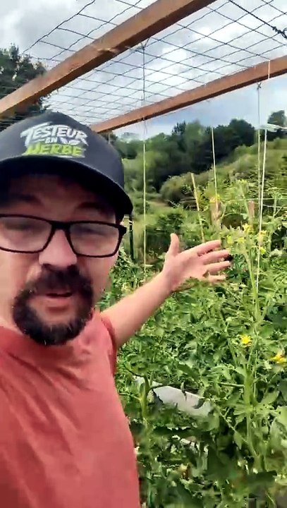 Polliniser les tomates avec un brosse à dents électrique... Vraiment ? #tomate #pollinisation #jardi