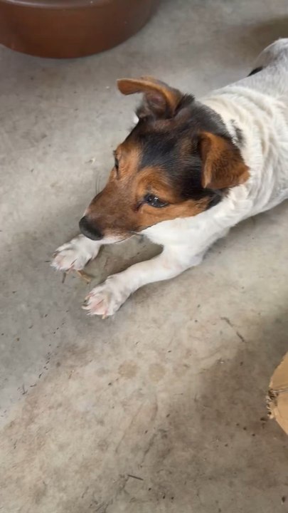 Pendant que papa fait la vidange… Luna supervise les travaux.