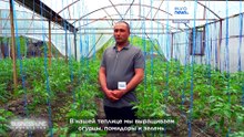 От теплиц до семейного бизнеса: предпринимательство меняет жизнь сельских жителей