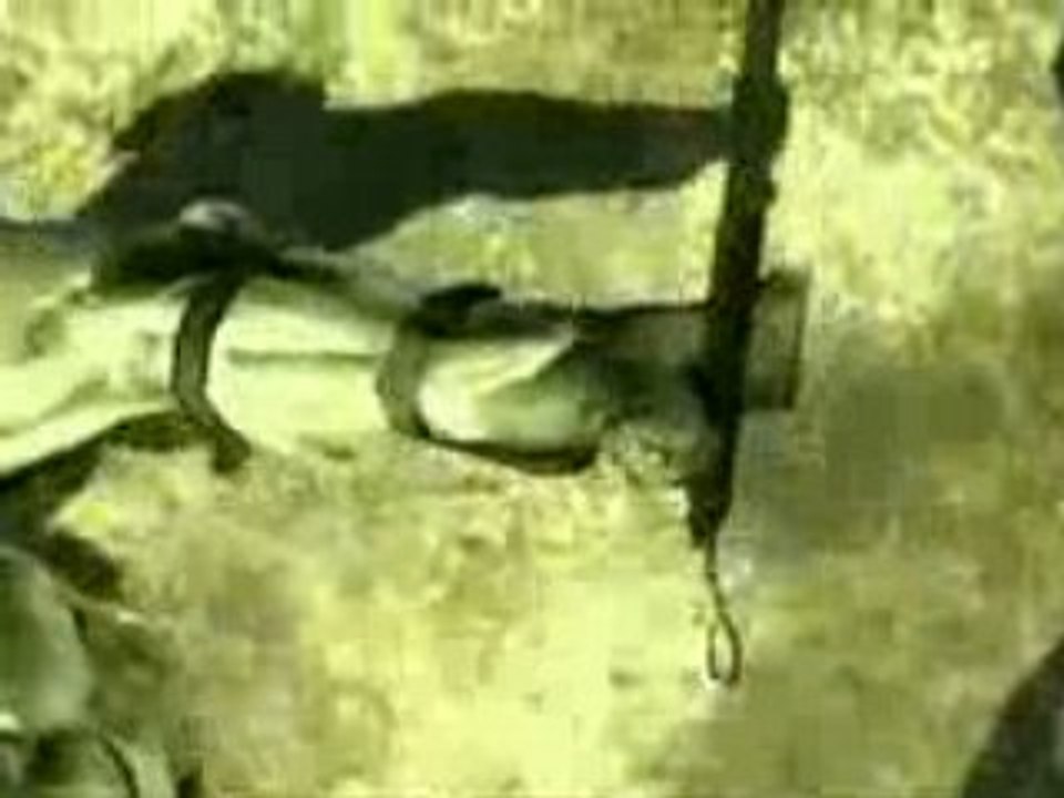 Metal Gear Solid 4 ninja