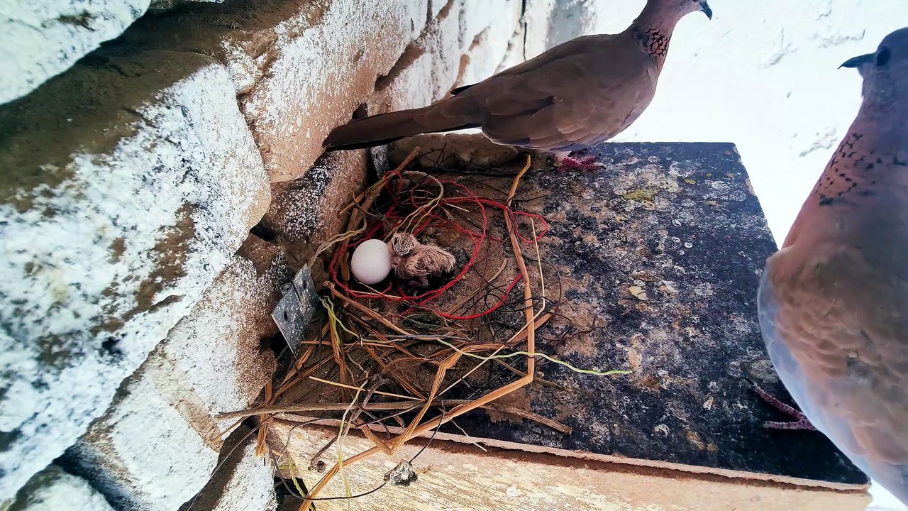 Peaceful Dove Nest Sounds For Relaxation your day