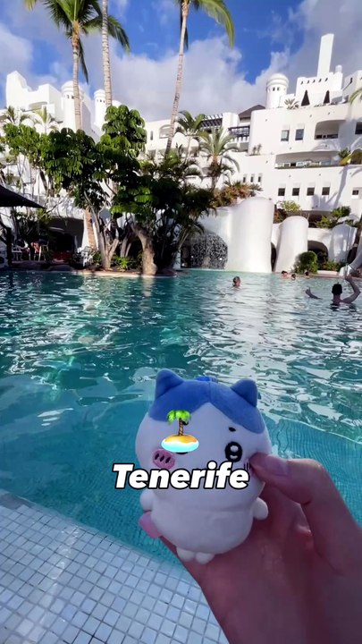 Hachi le petit chat voyage à Tenerife ✈️