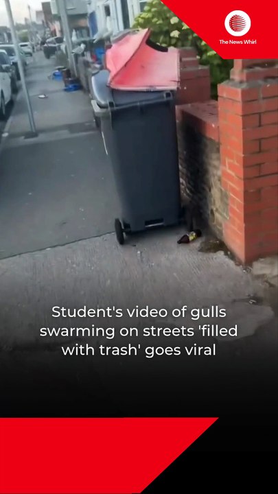 Student's video of gulls swarming on streets 'filled with trash' goes viral