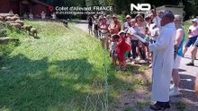 Традиция перегонки скота возвращается в Альпы Франции