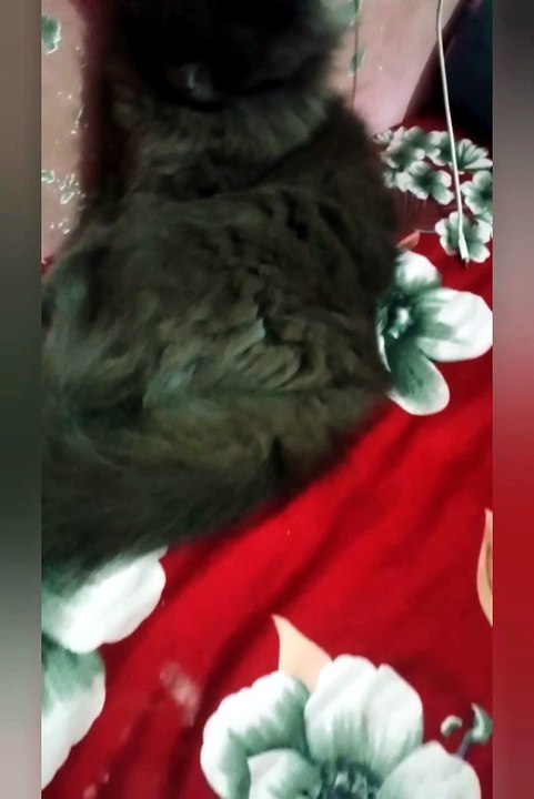 Cute animals 😼❤️cute cat +11